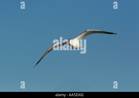 Gabbiano comune in volo contro il cielo blu, Pitsford Reservoir, Northamptonshire Foto Stock