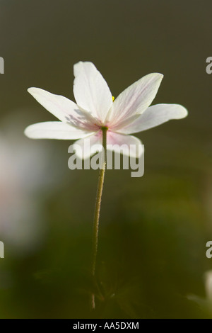 Anemone legno, retroilluminato fiore Blake del legno in Essex Foto Stock