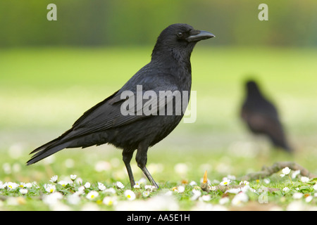 Carrion crow sull'erba con margherite, Regent's Park di Londra Foto Stock