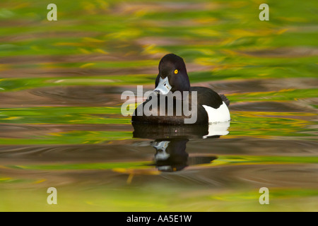 Moretta su acqua colorata, Regent's Park di Londra Foto Stock