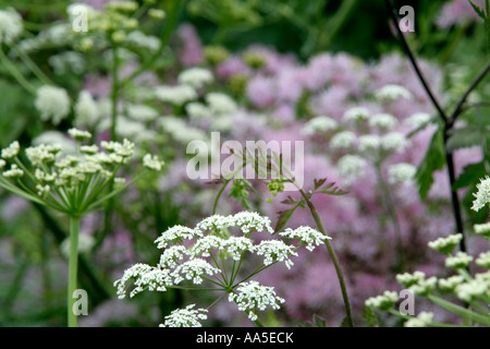 Anthriscus sylvestris con lo zucchero filato soffi di Thalictrum aquilegiafolium e umbels di Oenanthe crocata Foto Stock