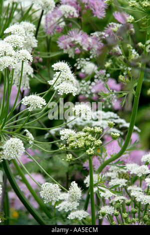 Lo zucchero filato soffi di Thalictrum aquilegiafolium con umbels di Oenanthe crocata Foto Stock