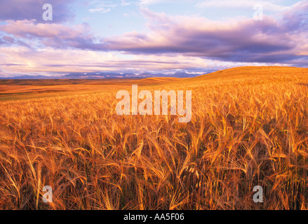 Agricoltura - Ampio campo di maturi, Harvest pronto frumento lungo il Rocky Mountain Front in early morning light / Montana, USA. Foto Stock