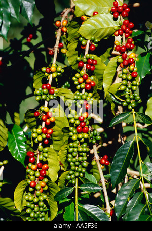 Agricoltura - Mature e immaturi Kona ciliegie di caffè fagioli sulla struttura ad albero / Hawaii, Hawaii, Stati Uniti d'America. Foto Stock