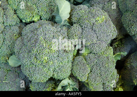 Broccoli lancia (Brassica oleracea italica) vegetale è una buona fonte di fibra dietetica e di vitamine A e C Foto Stock