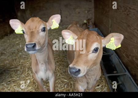 Vitelli Jersey in un caseificio Hertfordshire Foto Stock