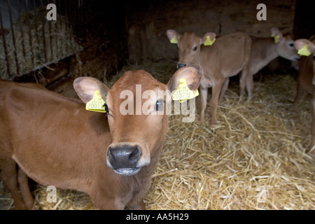 Vitelli Jersey in un caseificio Hertfordshire Foto Stock