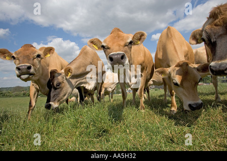 Vitelli Jersey in un caseificio Hertfordshire Foto Stock