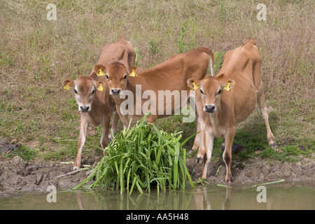 Vitelli Jersey in un caseificio Hertfordshire Foto Stock