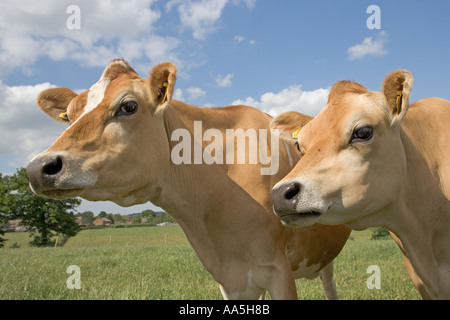 Vacche Jersey Hertfordshire Foto Stock
