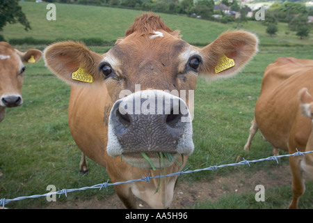 Jersey Cow Hertfordshire Foto Stock