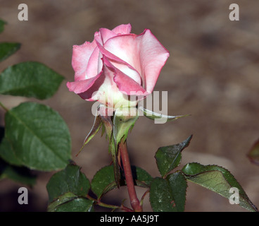 Una rosa e bianco bocciolo di rosa. Foto Stock