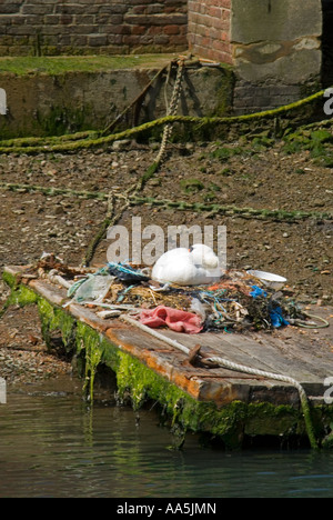 Vista verticale di una femmina di cigno addormentato su di esso il nido fatto di riciclare rifiuti umani scartati sulla riva del fiume Foto Stock