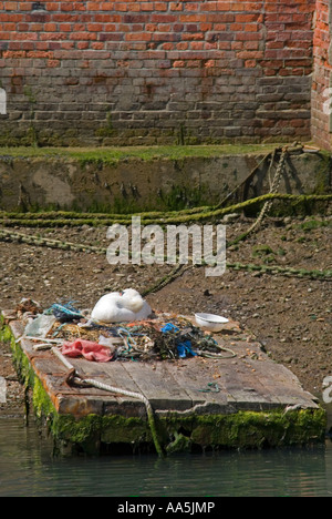 Vista verticale di una femmina di cigno addormentato su di esso il nido fatto di riciclare rifiuti umani scartati sulla riva del fiume Foto Stock