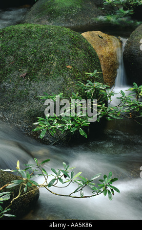 Pianta della foresta pluviale in un fiume Borneo Foto Stock