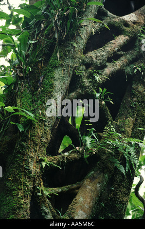 Strangler fig Borneo rainforest Indonesia Foto Stock