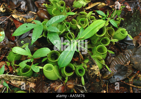 Brocca piante nella foresta pluviale Borneo Foto Stock