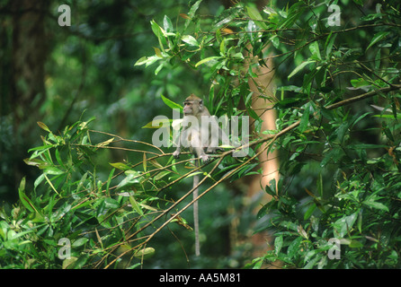 Lunga coda Macaque nella foresta pluviale Borneo Foto Stock