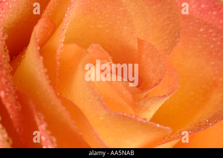 Close up giallo arancione rosa con gocce d'acqua Foto Stock