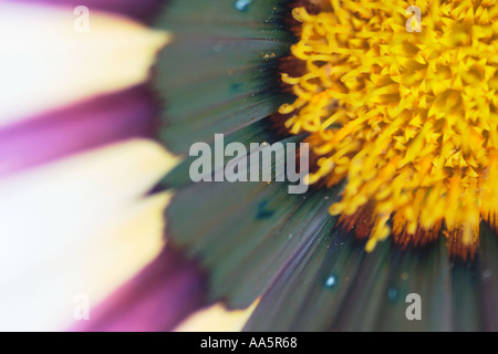 Close up di petali di viola bianco e giallo fiore Gazania Foto Stock