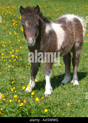 Una miniatura del puledro pony in un campo di giallo renoncules con lo sfondo buttato fuori della messa a fuoco Foto Stock