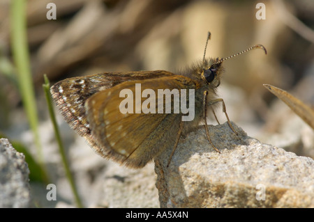 Squallido Skipper Erynnis tages Foto Stock