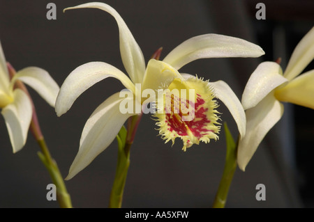 Exotic orchid shantung Pleione Ducat Foto Stock