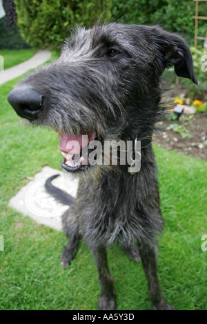 Extreme closeup di un enorme Nero Cervo scozzese hound Lurcher docilmente seduta in un tipico giardino inglese Gran Bretagna Foto Stock