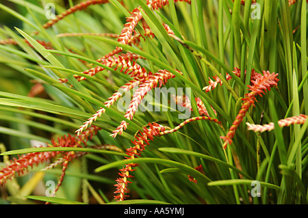 Fiore Dendrochilum Arachnites Foto Stock