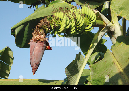 Piantagione di frutta di banana, testa di fioritura, Nome botanico Musa paradisiaca M balbisiama M cavendishii Famiglia Musaceae Foto Stock