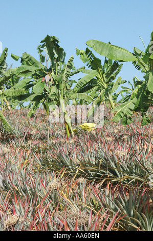 Coltivazione di piante da frutto di ananas e banana, India Foto Stock