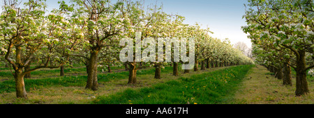 [Filari di alberi di mele] nel frutteto con molla blossom Kent England Foto Stock