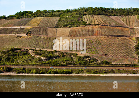 Vigneto, Germania - sulle rive del fiume Reno nella Valle del Reno superiore e centrale a primavera tempo Germania Europa Foto Stock