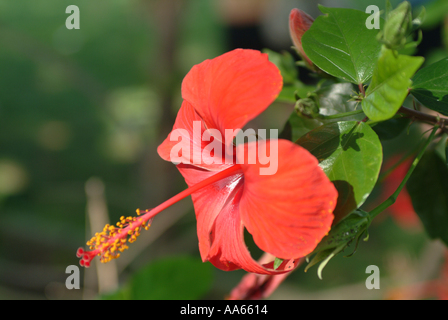 Rosso di fiori di ibisco in piena fioritura vicino al confine spagnolo in Portogallo Foto Stock