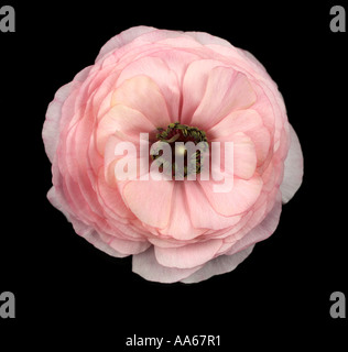 Ranunculus asicaticus ibrido F1, 'Bloomingdale' Foto Stock