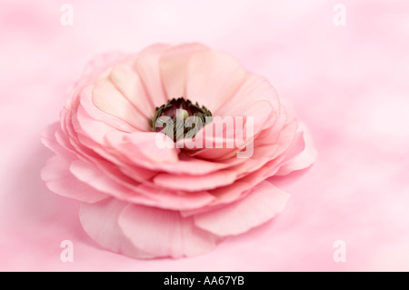 Pink Ranunculus asiaticus fiore su sfondo rosa Foto Stock