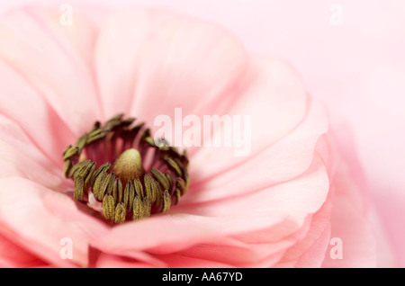 Ranunculus asiaticus Foto Stock