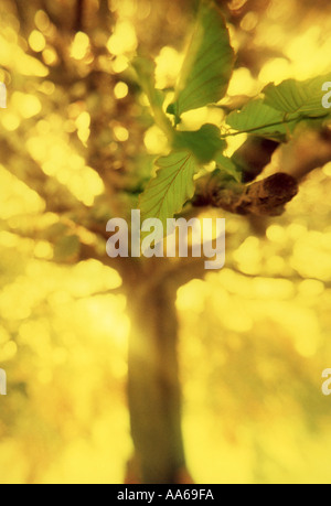 albero dorato Foto Stock