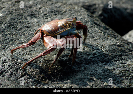 Sally luce granchio piede [Grapsus Grapsus] Isla Santa Cruz, Isole Galapagos, Ecuador, Sud America Foto Stock