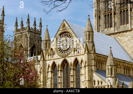 The Rose window on the South façade of York Minster framed by a tree with pink blossoms in Springtime. York, North Yorkshire, UK. Foto Stock
