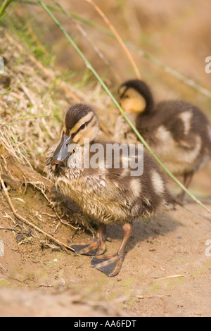 Due anatroccoli (Anas platyrhynchos) camminando su un prato Foto Stock