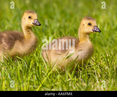 Canada Goose goslings (Branta canadensis) camminando su un prato Foto Stock