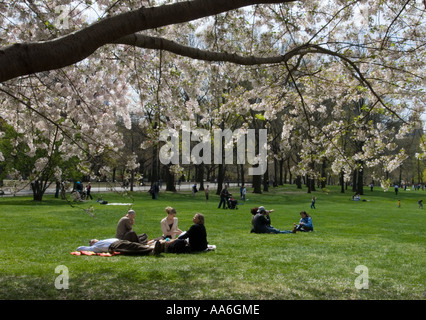 Persone che picnicking sotto il Cherry Blossoms a Central Park, New York Foto Stock