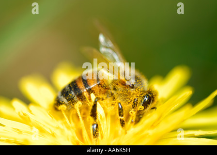 Miele API ape mellifera alimentazione su fiori di dente di leone, Taraxacum vulgaria in primavera, Galles, Regno Unito. Foto Stock