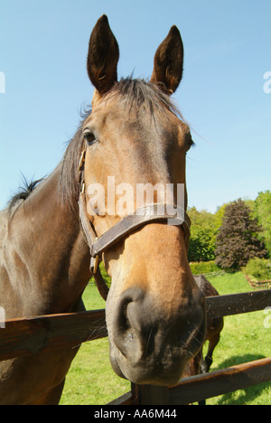 Brown delle corse ippiche piegandovi sopra una recinzione in un paddock. Foto Stock