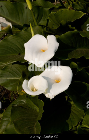 Calla ( Aracetae ) Calla palustris Foto Stock