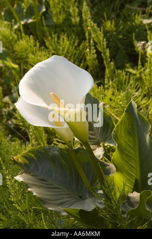 Calla ( Aracetae ) Calla palustris Foto Stock