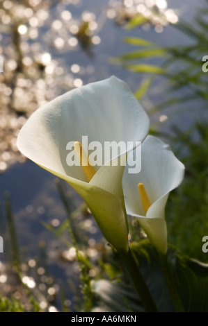 Calla ( Aracetae ) Calla palustris Foto Stock