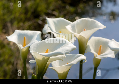 Calla ( Aracetae ) Calla palustris Foto Stock