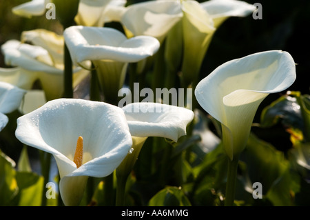 Calla ( Aracetae ) Calla palustris Foto Stock